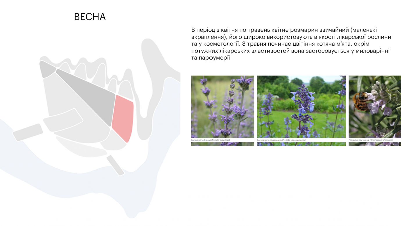 / Лавандовий парк «Порадів» / Лавандовий парк «Порадів»