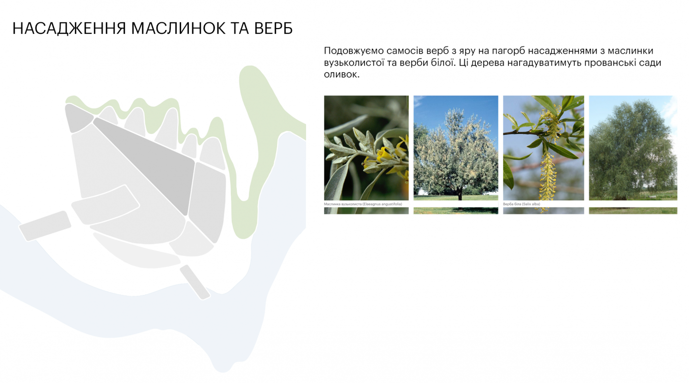 / Лавандовий парк «Порадів» / Лавандовий парк «Порадів»