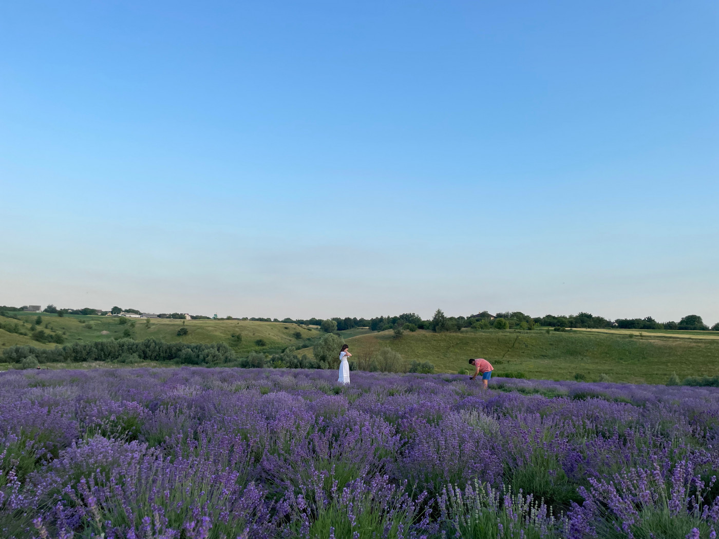 / Лавандовий парк «Порадів» / Лавандовий парк «Порадів»