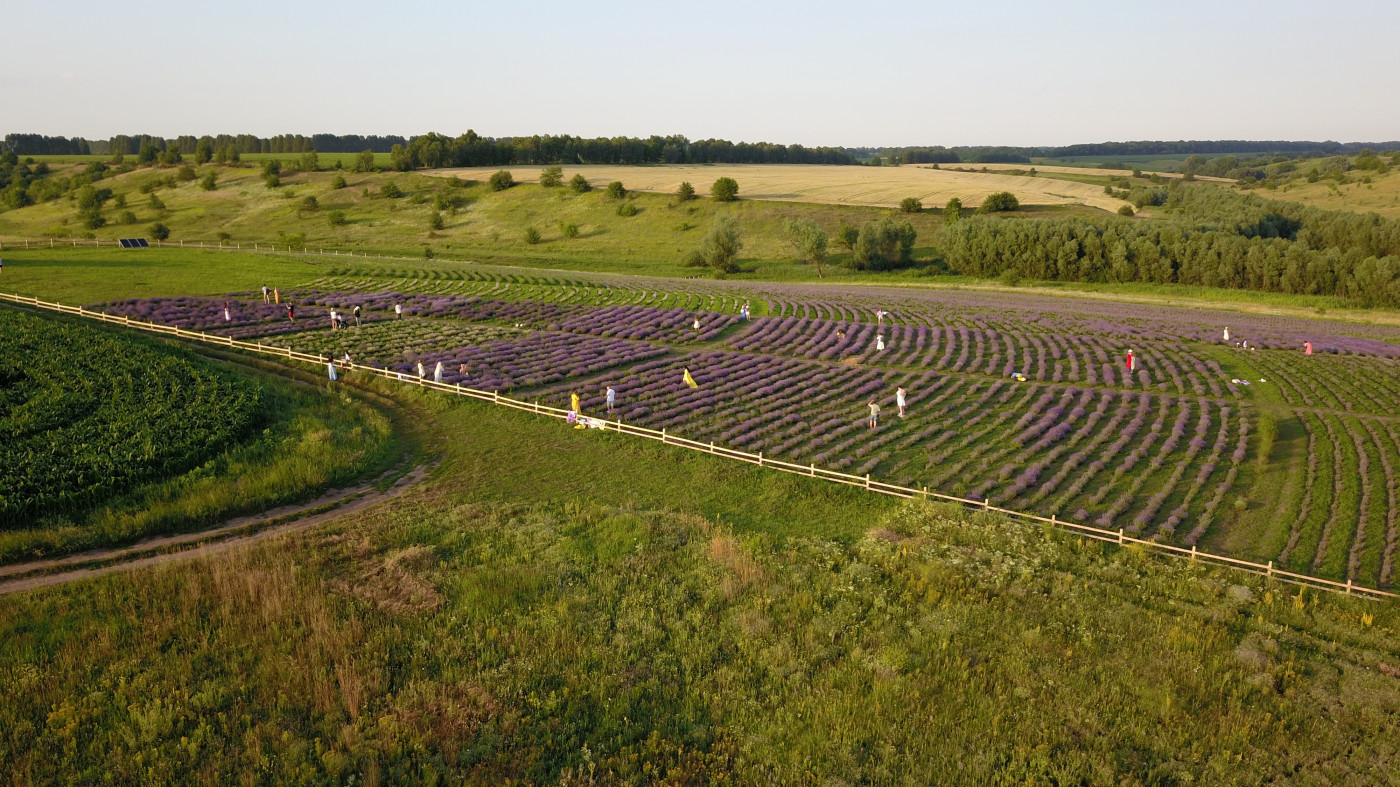 / Лавандовий парк «Порадів» / Лавандовий парк «Порадів»