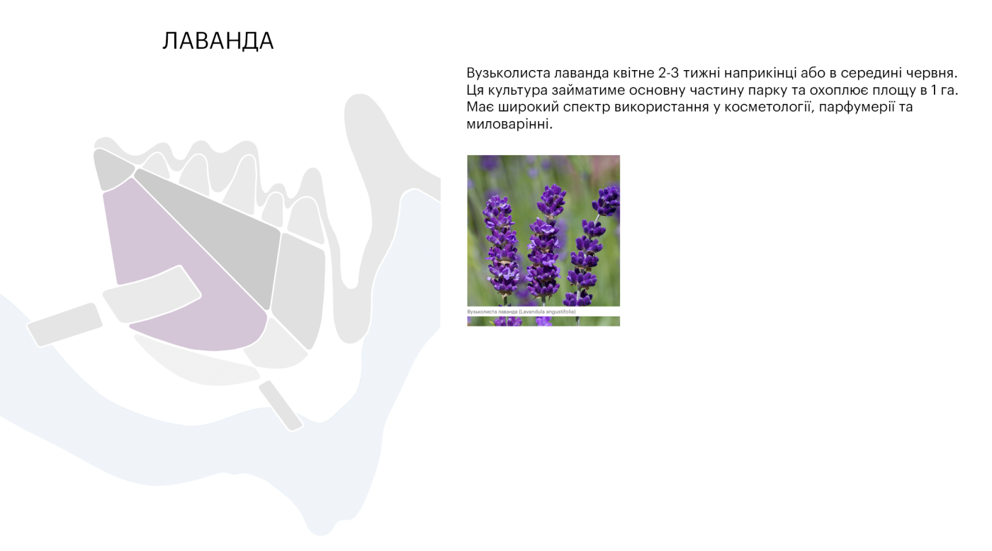 / Poradiv Lavender Park / Poradiv Lavender Park