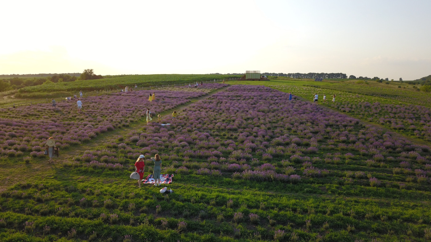 / Poradiv Lavender Park / Poradiv Lavender Park