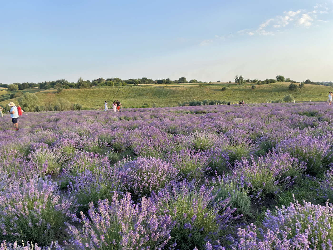 / Poradiv Lavender Park / Poradiv Lavender Park