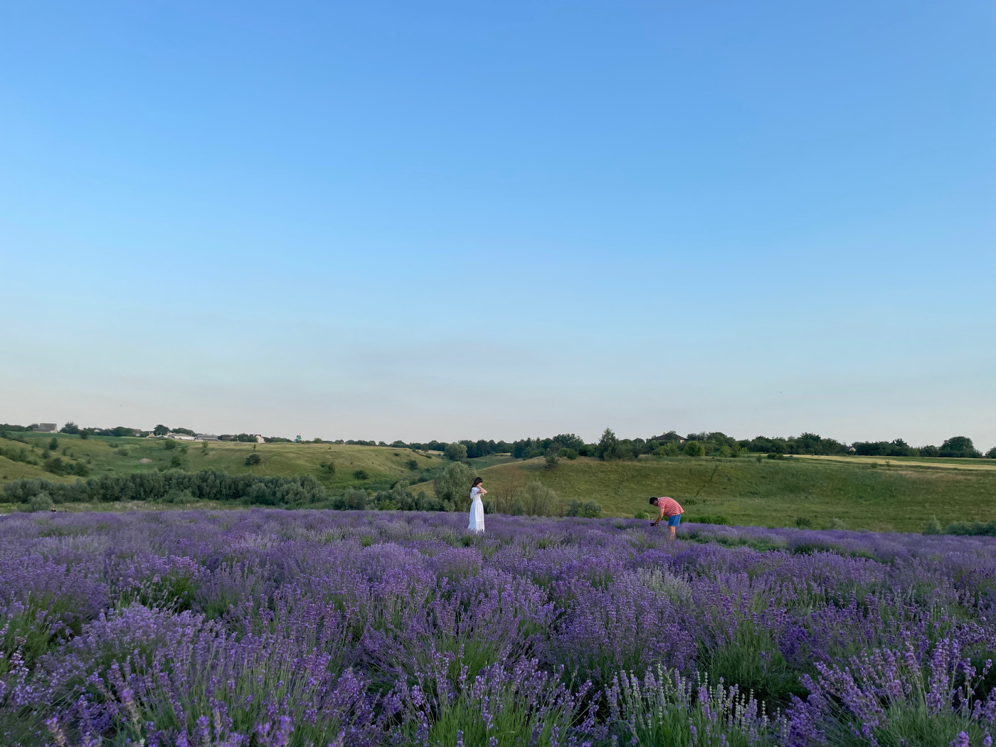 / Poradiv Lavender Park / Poradiv Lavender Park